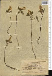 Gymnospermium alberti (Regel) Takht., Middle Asia, Western Tian Shan & Karatau (M3) (Uzbekistan)