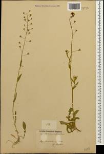 Capsella bursa-pastoris (L.) Medik., Caucasus, Azerbaijan (K6) (Azerbaijan)