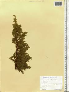 Juniperus communis L., Eastern Europe, Northern region (E1) (Russia)