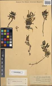Parrya stenocarpa Kar. & Kir., Middle Asia, Dzungarian Alatau & Tarbagatai (M5) (Kazakhstan)