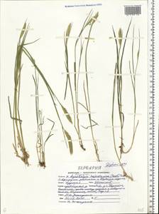 Agrotrigia hajastanica, Eastern Europe, Central forest-and-steppe region (E6) (Russia)