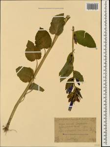 Campanula latifolia L., Caucasus, Stavropol Krai, Karachay-Cherkessia & Kabardino-Balkaria (K1b) (Russia)