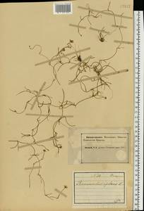 Ranunculus reptans L., Eastern Europe, Northern region (E1) (Russia)