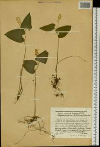 Maianthemum bifolium (L.) F.W.Schmidt, Siberia, Russian Far East (S6) (Russia)