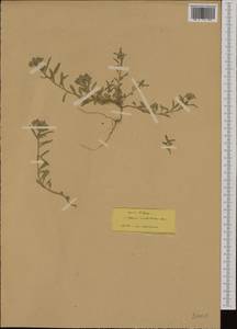 Alyssum umbellatum Desv., South Asia, South Asia (Asia outside ex-Soviet states and Mongolia) (ASIA) (Turkey)