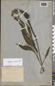 Symphytum tanaicense Steven, Eastern Europe, Lower Volga region (E9) (Russia)