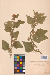 Althaea officinalis L., Eastern Europe, Lower Volga region (E9) (Russia)