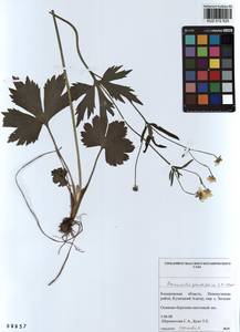 Ranunculus grandifolius C. A. Mey., Siberia, Altai & Sayany Mountains (S2) (Russia)