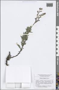 Onosma simplicissima L., Eastern Europe, Middle Volga region (E8) (Russia)