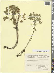 Euphorbia glareosa Pall. ex M.Bieb., Crimea (KRYM) (Russia)