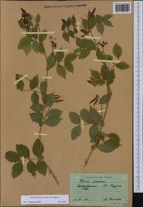 Vicia ramuliflora (Maxim.) Ohwi, Siberia, Baikal & Transbaikal region (S4) (Russia)