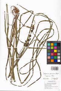 Sparganium longifolium Turcz. ex Ledeb., Eastern Europe, Central forest region (E5) (Russia)