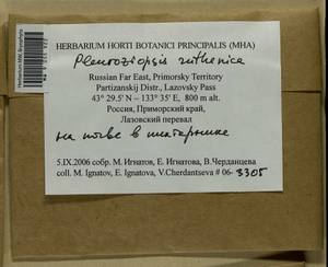 Pleuroziopsis ruthenica (Weinm.) Kindb. ex E. Britton, Bryophytes, Bryophytes - Russian Far East (excl. Chukotka & Kamchatka) (B20) (Russia)
