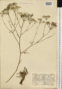 Falcaria vulgaris Bernh., Eastern Europe, Eastern region (E10) (Russia)