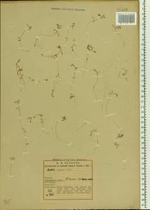 Montia fontana L., Eastern Europe, Northern region (E1) (Russia)
