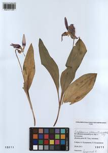Erythronium sibiricum (Fisch. & C.A.Mey.) Krylov, Siberia, Altai & Sayany Mountains (S2) (Russia)