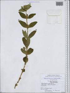 Gentiana cruciata, Caucasus, North Ossetia, Ingushetia & Chechnya (K1c) (Russia)