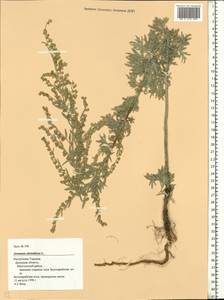 Artemisia absinthium L., Eastern Europe, South Ukrainian region (E12) (Ukraine)