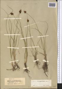 Carex stenophylla subsp. stenophylloides (V.I.Krecz.) T.V.Egorova, Middle Asia, Northern & Central Tian Shan (M4) (Kazakhstan)