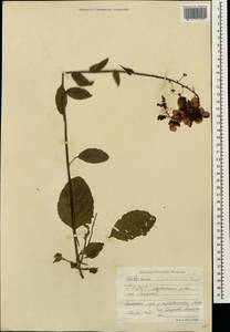 Verbascum phoeniceum L., Caucasus, North Ossetia, Ingushetia & Chechnya (K1c) (Russia)