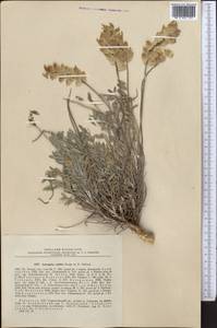 Astragalus nobilis Bunge & B. Fedtsch. ex B. Fedtsch., Middle Asia, Pamir & Pamiro-Alai (M2) (Uzbekistan)