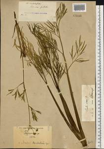 Cicuta virosa L., Eastern Europe, North Ukrainian region (E11) (Ukraine)