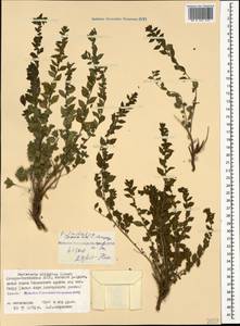 Parietaria judaica L., Caucasus, North Ossetia, Ingushetia & Chechnya (K1c) (Russia)