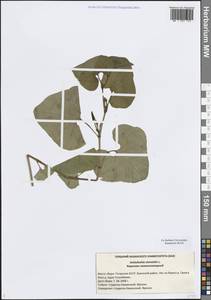 Aristolochia clematitis L., Eastern Europe, Middle Volga region (E8) (Russia)