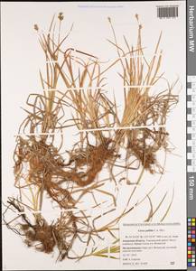 Carex accrescens Ohwi, Siberia, Russian Far East (S6) (Russia)