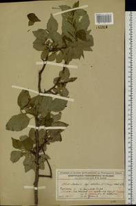 Malus sylvestris Mill., Eastern Europe, Volga-Kama region (E7) (Russia)
