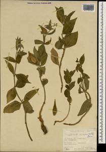 Vincetoxicum canescens (Willd.) Decne., South Asia, South Asia (Asia outside ex-Soviet states and Mongolia) (ASIA) (Turkey)