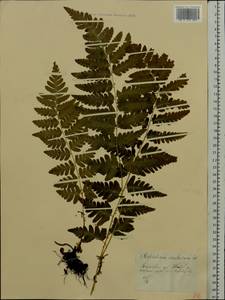 Dryopteris cristata (L.) A. Gray, Eastern Europe, Central forest-and-steppe region (E6) (Russia)