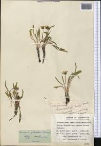 Taraxacum goloskokovii Schischk., Middle Asia, Pamir & Pamiro-Alai (M2) (Tajikistan)