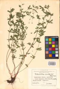 Potentilla erecta (L.) Raeusch., Eastern Europe, North Ukrainian region (E11) (Ukraine)