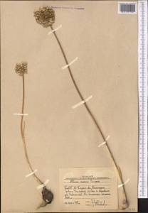 Allium caesium Schrenk, Middle Asia, Western Tian Shan & Karatau (M3) (Uzbekistan)