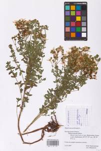 Hypericum perforatum L., Eastern Europe, Central forest-and-steppe region (E6) (Russia)