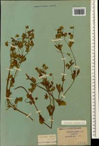 Potentilla thuringiaca Bernh. ex Link, Caucasus, Krasnodar Krai & Adygea (K1a) (Russia)