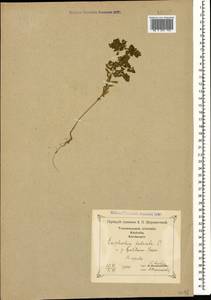 Euphorbia falcata L., Caucasus, Georgia (K4) (Georgia)
