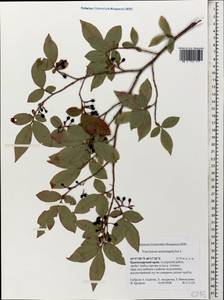 Vaccinium arctostaphylos L., Caucasus, Krasnodar Krai & Adygea (K1a) (Russia)