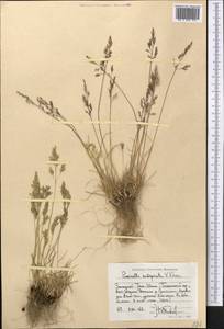 Puccinellia subspicata (V.I.Krecz.) V.I.Krecz. ex Ovcz. & Czukav., Middle Asia, Western Tian Shan & Karatau (M3) (Kyrgyzstan)