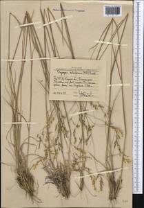 Piptatherum holciforme (M.Bieb.) Roem. & Schult., Middle Asia, Western Tian Shan & Karatau (M3) (Uzbekistan)