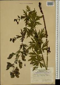Aconitum variegatum subsp. nasutum (Fischer ex Rchb.) Götz, Caucasus, South Ossetia (K4b) (South Ossetia)