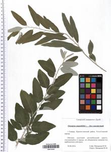Elaeagnus angustifolia L., Eastern Europe, Middle Volga region (E8) (Russia)