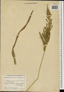 Echinochloa crus-galli (L.) P.Beauv., Caucasus, Abkhazia (K4a) (Abkhazia)