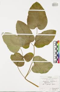 Laserpitium latifolium L., Eastern Europe, Central region (E4) (Russia)
