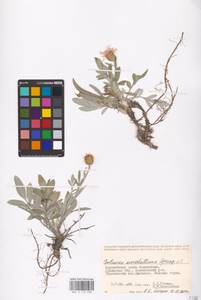 Psephellus marschallianus (Spreng.) C. Koch, Middle Asia, Caspian Ustyurt & Northern Aralia (M8) (Kazakhstan)