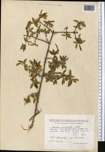 Lonicera microphylla Willd. ex Roem. & Schult., Middle Asia, Northern & Central Tian Shan (M4) (Kyrgyzstan)