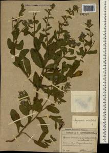 Lycopsis arvensis subsp. orientalis (L.) Kusn., Crimea (KRYM) (Russia)