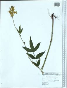 Filipendula ulmaria (L.) Maxim., Eastern Europe, Central region (E4) (Russia)