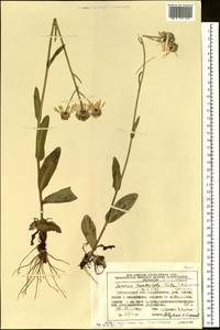 Tephroseris integrifolia subsp. tundricola (Tolm.) B. Nord., Siberia, Chukotka & Kamchatka (S7) (Russia)